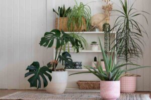 piante all'interno della casa