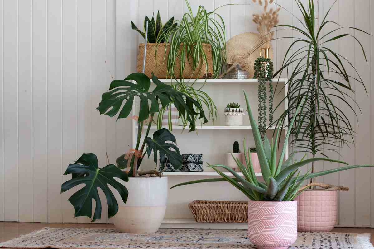 piante all'interno della casa