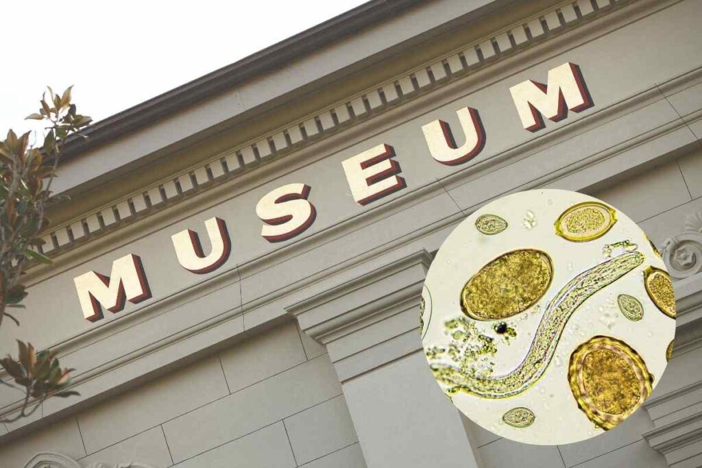 sede museo e parassiti in un cerchietto