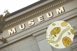 sede museo e parassiti in un cerchietto