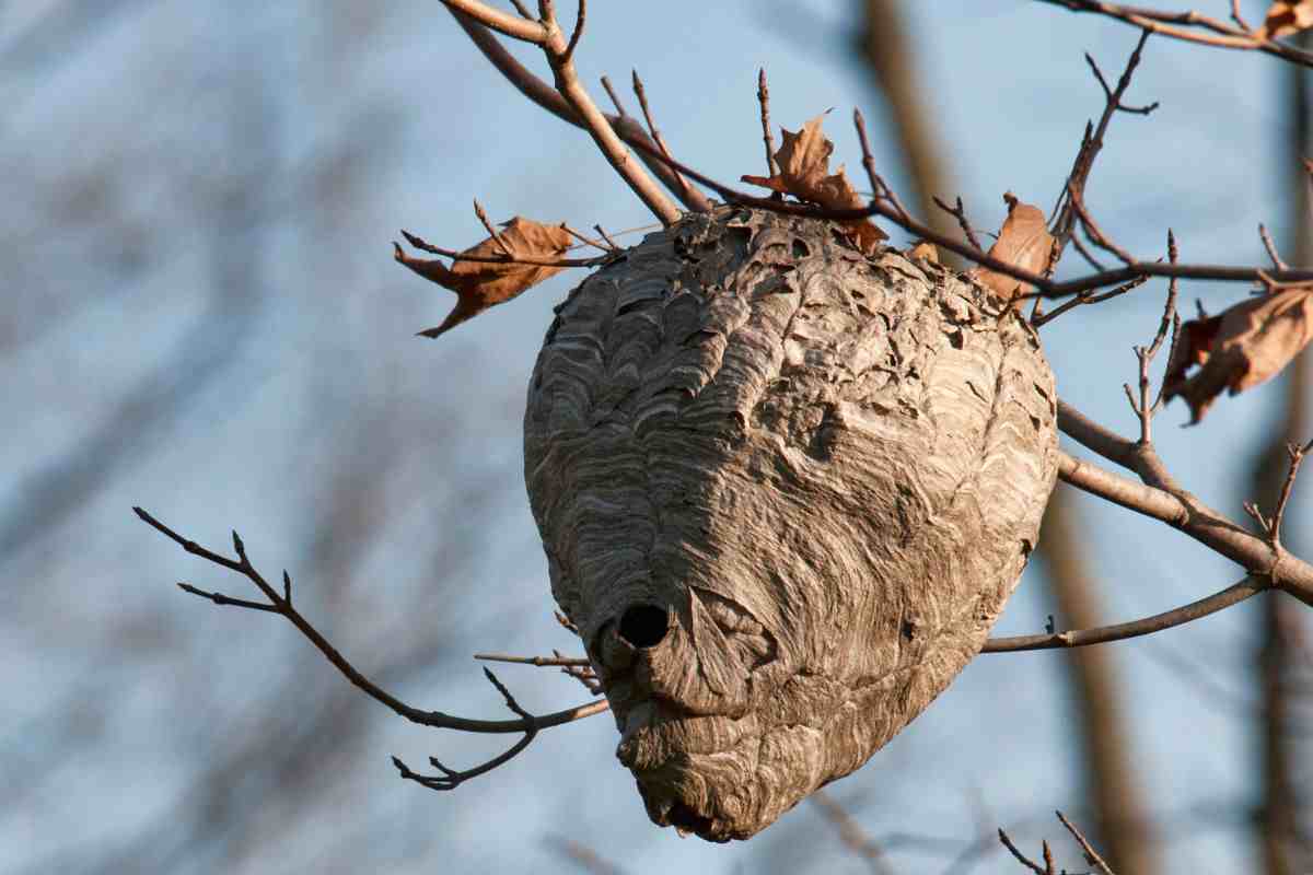 un nido di calabroni su un ramo d'albero