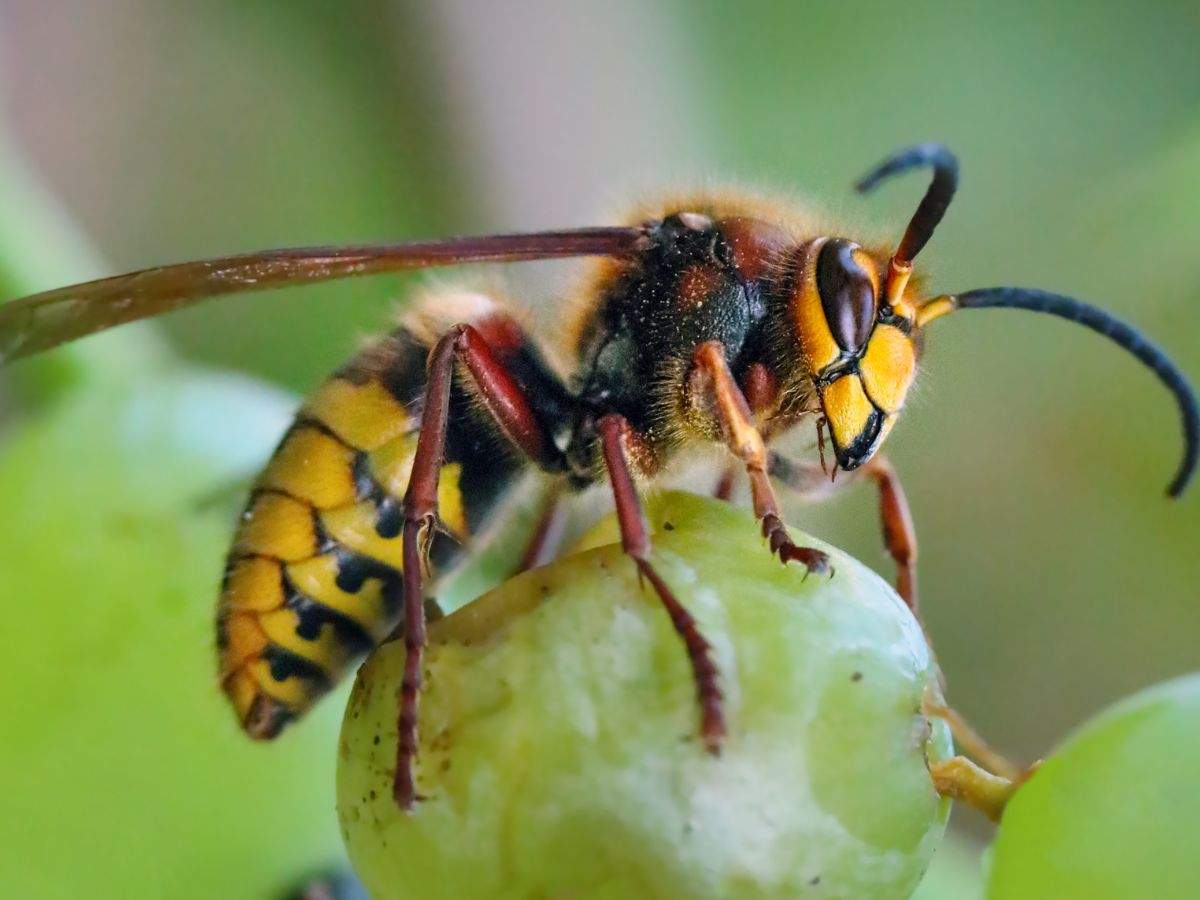 un calabrone su un acino di uva