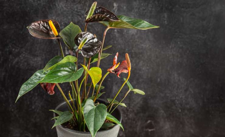 pianta Anthurium Andreanum Black